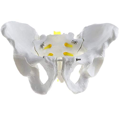 BZZBZZ Modelo de Pelvis Masculina, Ilium Humano Ischia Pubis Demo Modelo de anatomía Relación 1: 1 del Cuerpo Humano Normal para la enseñanza médica Estudio Estudio preciso