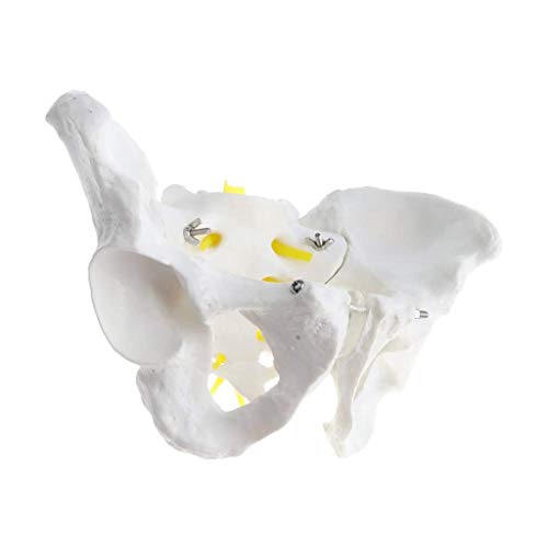 BZZBZZ Modelo de Pelvis Masculina, Ilium Humano Ischia Pubis Demo Modelo de anatomía Relación 1: 1 del Cuerpo Humano Normal para la enseñanza médica Estudio Estudio preciso