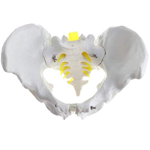 BZZBZZ Modelo de Pelvis Masculina, Ilium Humano Ischia Pubis Demo Modelo de anatomía Relación 1: 1 del Cuerpo Humano Normal para la enseñanza médica Estudio Estudio preciso