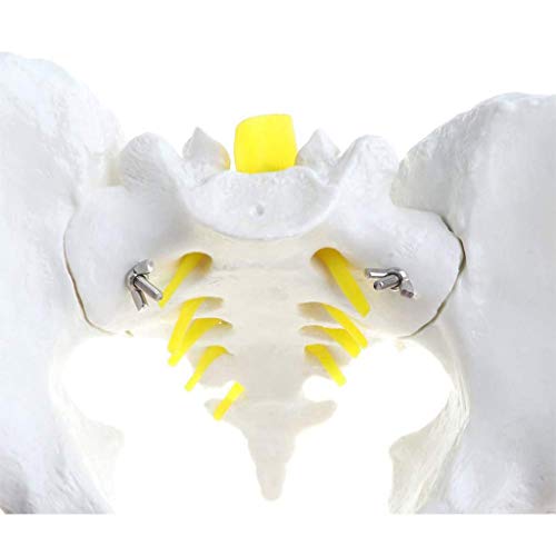 BZZBZZ Modelo de Pelvis Masculina, Ilium Humano Ischia Pubis Demo Modelo de anatomía Relación 1: 1 del Cuerpo Humano Normal para la enseñanza médica Estudio Estudio preciso