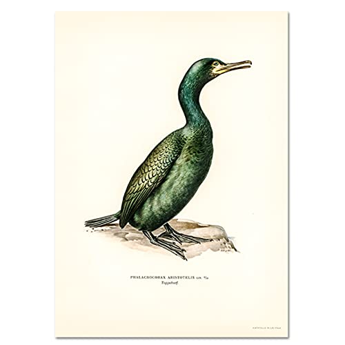 Carteles e impresiones de pájaros retro Pintura de lienzo de vertebrados Pájaro cormorán Imágenes artísticas de pared Mural de realismo para sala de estar Decoración del hogar -50x70 cm x1 Sin marco