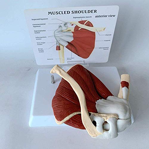 Clavo De Hombro con Modelo De Músculo De La Clavícula, Morfología Superficial, Profunda del Músculo, Tendón Y Esqueleto De La Escápula Superior