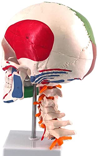 DZCGTP Modelo anatómico de cráneo de tamaño Natural, Modelo de cráneo Humano con vértebra Cervical, Marcas, Origen Muscular e inserción