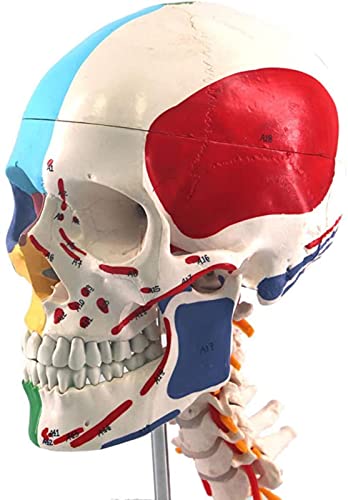 DZCGTP Modelo anatómico de cráneo de tamaño Natural, Modelo de cráneo Humano con vértebra Cervical, Marcas, Origen Muscular e inserción