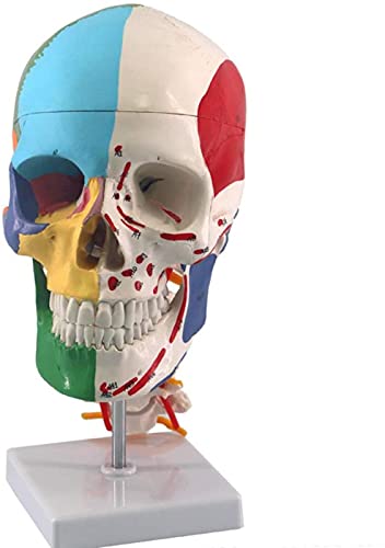 DZCGTP Modelo anatómico de cráneo de tamaño Natural, Modelo de cráneo Humano con vértebra Cervical, Marcas, Origen Muscular e inserción