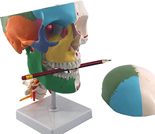 DZCGTP Modelo anatómico de cráneo de tamaño Natural, Modelo de cráneo Humano con vértebra Cervical, Marcas, Origen Muscular e inserción