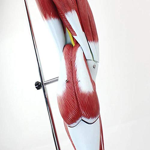 K99 Modelo anatómico Muscular de la Pierna Humana - Modelo anatómico de la Pierna - Ayudas de enseñanza médica del nervio Vascular Muscular de la extremidad Inferior