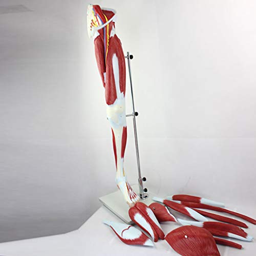 K99 Modelo anatómico Muscular de la Pierna Humana - Modelo anatómico de la Pierna - Ayudas de enseñanza médica del nervio Vascular Muscular de la extremidad Inferior