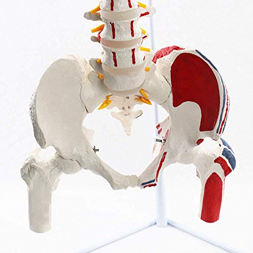 K99 Modelo de la Columna Vertebral clásica: Modelo Flexible de la Columna Vertebral - con Cabezas de fémur y músculos Pintados, Flexible, tamaño de Vida, Soporte Incluido, 83 cm de Altura