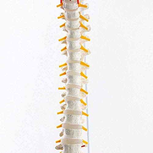 K99 Modelo de la Columna Vertebral clásica: Modelo Flexible de la Columna Vertebral - con Cabezas de fémur y músculos Pintados, Flexible, tamaño de Vida, Soporte Incluido, 83 cm de Altura