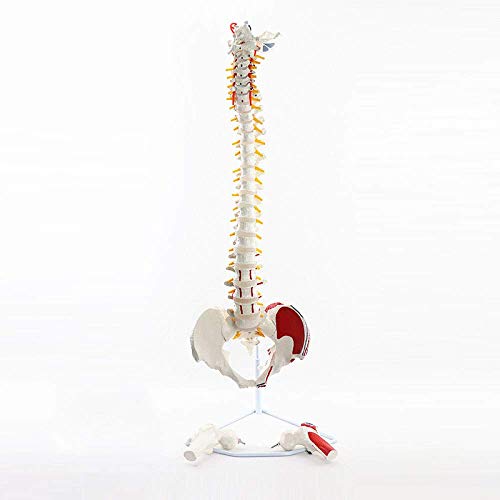K99 Modelo de la Columna Vertebral clásica: Modelo Flexible de la Columna Vertebral - con Cabezas de fémur y músculos Pintados, Flexible, tamaño de Vida, Soporte Incluido, 83 cm de Altura
