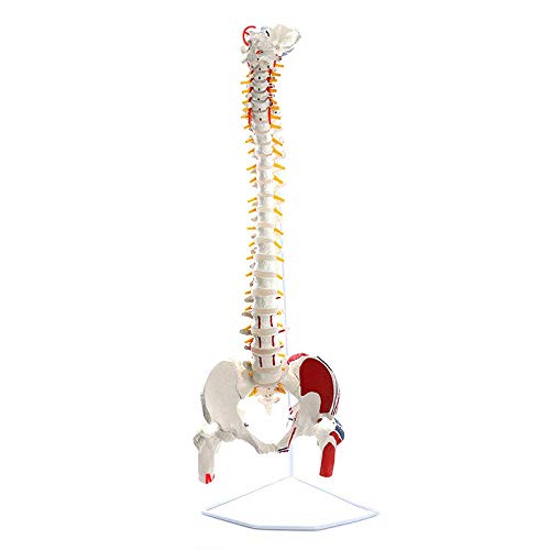 K99 Modelo de la Columna Vertebral clásica: Modelo Flexible de la Columna Vertebral - con Cabezas de fémur y músculos Pintados, Flexible, tamaño de Vida, Soporte Incluido, 83 cm de Altura
