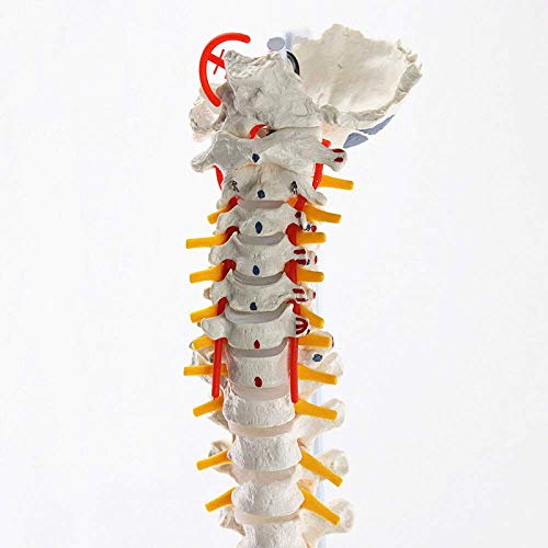 K99 Modelo de la Columna Vertebral clásica: Modelo Flexible de la Columna Vertebral - con Cabezas de fémur y músculos Pintados, Flexible, tamaño de Vida, Soporte Incluido, 83 cm de Altura
