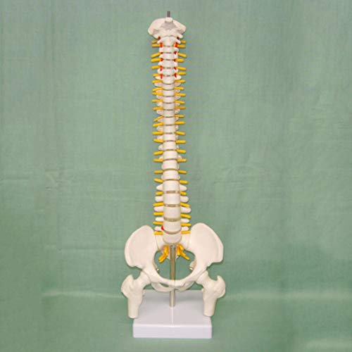 K99 Modelo de la Columna Vertebral Humano Vertebrate INTERVERTEBRAL NIERO Cervical CERVICA Cervical TORRACICA VERDEBRAL PELIG Modelo SKEELTON COLKETIBLE 17.7 Pulgadas de Altura