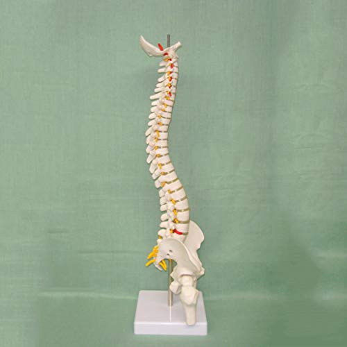 K99 Modelo de la Columna Vertebral Humano Vertebrate INTERVERTEBRAL NIERO Cervical CERVICA Cervical TORRACICA VERDEBRAL PELIG Modelo SKEELTON COLKETIBLE 17.7 Pulgadas de Altura
