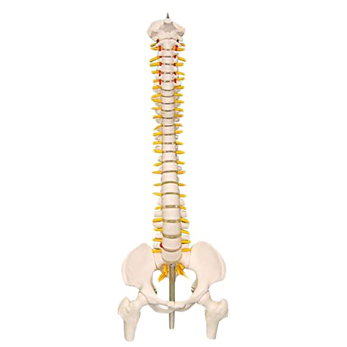 K99 Modelo de la Columna Vertebral Humano Vertebrate INTERVERTEBRAL NIERO Cervical CERVICA Cervical TORRACICA VERDEBRAL PELIG Modelo SKEELTON COLKETIBLE 17.7 Pulgadas de Altura
