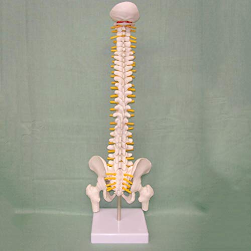 K99 Modelo de la Columna Vertebral Humano Vertebrate INTERVERTEBRAL NIERO Cervical CERVICA Cervical TORRACICA VERDEBRAL PELIG Modelo SKEELTON COLKETIBLE 17.7 Pulgadas de Altura