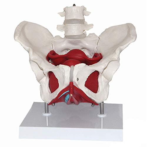 LBYLYH Esqueleto de Cuenca, Cuenca Hembra de tamaño Natural con Hueso estúpido, Sacro, Pubis y órganos extraíbles Musculatura Modelo anatómico Laboratorio Suministros