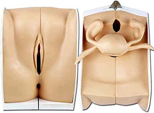LHMYHHH Útero Femenino Modo de demostración del Anillo Superior, Genitales Modelo anatómico Planificación Familiar Modelo de Cuerpo Humano, Ginecología Práctica médica Modelo de Entrenamiento
