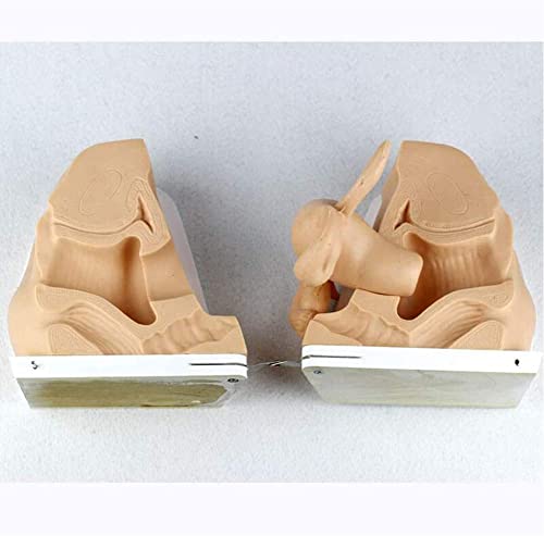 LHMYHHH Útero Femenino Modo de demostración del Anillo Superior, Genitales Modelo anatómico Planificación Familiar Modelo de Cuerpo Humano, Ginecología Práctica médica Modelo de Entrenamiento