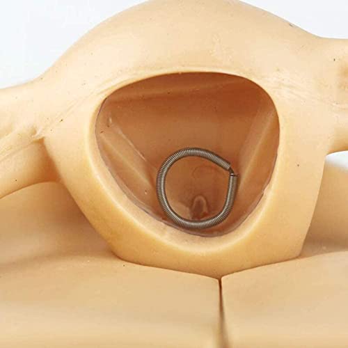 LHMYHHH Útero Femenino Modo de demostración del Anillo Superior, Genitales Modelo anatómico Planificación Familiar Modelo de Cuerpo Humano, Ginecología Práctica médica Modelo de Entrenamiento