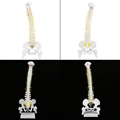 Modelo científico de columna humana, modelo de médula espinal flexible extraíble de tamaño natural de 45 cm para la enseñanza del estudio del esqueleto
