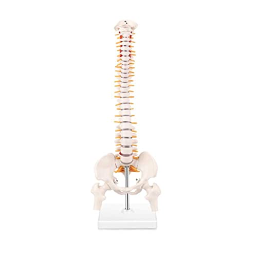 Modelo científico de columna humana, modelo de médula espinal flexible extraíble de tamaño natural de 45 cm para la enseñanza del estudio del esqueleto