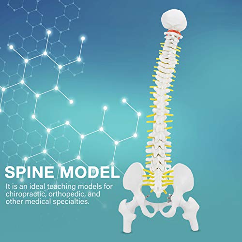 Modelo científico de columna humana, modelo de médula espinal flexible extraíble de tamaño natural de 45 cm para la enseñanza del estudio del esqueleto