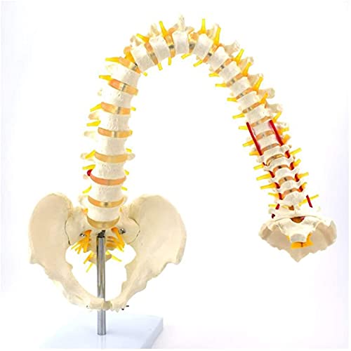 Modelo de anatomía, Modelo de columna vertebral flexible de 78cm / 31 - Modelo anatómico de la columna humana - Columna vertebral de tamaño natural con modelo de la columna vertebral del pelvis Modelo