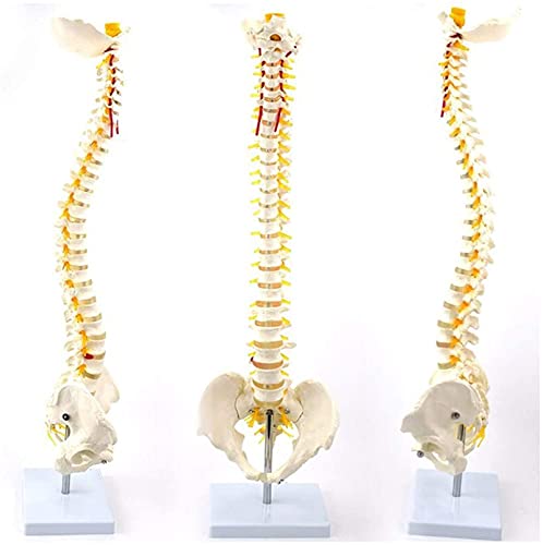 Modelo de anatomía, Modelo de columna vertebral flexible de 78cm / 31 - Modelo anatómico de la columna humana - Columna vertebral de tamaño natural con modelo de la columna vertebral del pelvis Modelo