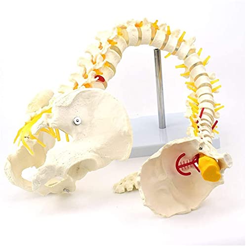 Modelo de anatomía, Modelo de columna vertebral flexible de 78cm / 31 - Modelo anatómico de la columna humana - Columna vertebral de tamaño natural con modelo de la columna vertebral del pelvis Modelo