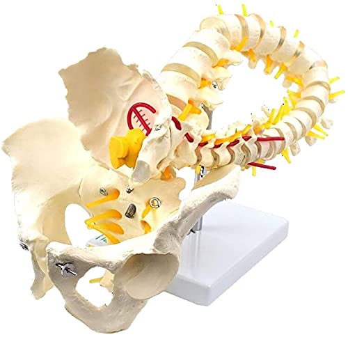 Modelo de anatomía, Modelo de columna vertebral flexible de 78cm / 31 - Modelo anatómico de la columna humana - Columna vertebral de tamaño natural con modelo de la columna vertebral del pelvis Modelo