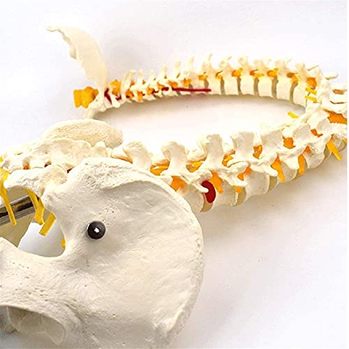 Modelo de anatomía, Modelo de columna vertebral flexible de 78cm / 31 - Modelo anatómico de la columna humana - Columna vertebral de tamaño natural con modelo de la columna vertebral del pelvis Modelo