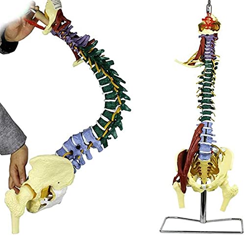 Modelo de anatomía, Modelo de espina flexible de tamaño natural, modelo de columna vertebral con piscina y neuromuscular como modelo de aprendizaje o materiales de enseñanza para demostración médica