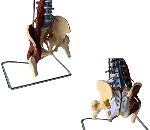 Modelo de anatomía, Modelo de espina flexible de tamaño natural, modelo de columna vertebral con piscina y neuromuscular como modelo de aprendizaje o materiales de enseñanza para demostración médica