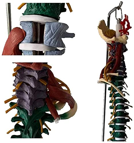 Modelo de anatomía, Modelo de espina flexible de tamaño natural, modelo de columna vertebral con piscina y neuromuscular como modelo de aprendizaje o materiales de enseñanza para demostración médica