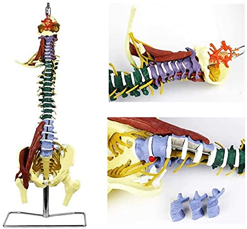 Modelo de anatomía, Modelo de espina flexible de tamaño natural, modelo de columna vertebral con piscina y neuromuscular como modelo de aprendizaje o materiales de enseñanza para demostración médica