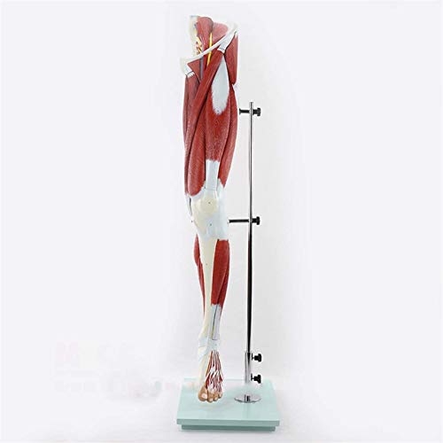 Modelo de anatomía, Modelo educativo Anatomía humana Extremidad Músculo Músculo Vascular Modelo Pierna Movimiento Músculo Movimiento Anatómico Modelo Anatómico Ayudas de enseñanza médica, Modelos médi