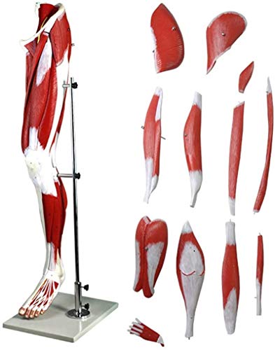 Modelo de anatomía, Modelo educativo Pierna humana Músculo Modelo Anatómico Anatomía humana Anatomía Ciencia Modelos Baja Extremidad Músculo Vascular Anatomía Anatomía Modelo Enseñanza Modelo Ayuda, M