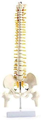 Modelo de Columna Vertebral, Modelo médico de Hueso, vértebras Grandes, Disco nervioso, Disco intervertebral, vértebra torácica, Modelo de Pelvis, 45 cm de Alto 0907