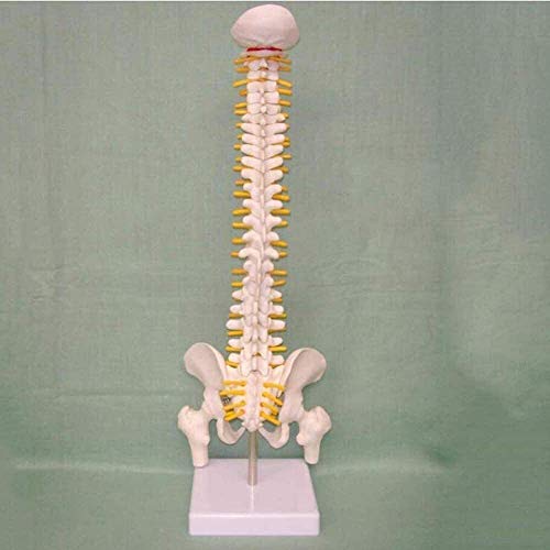 Modelo de Columna Vertebral, Modelo médico de Hueso, vértebras Grandes, Disco nervioso, Disco intervertebral, vértebra torácica, Modelo de Pelvis, 45 cm de Alto 0907