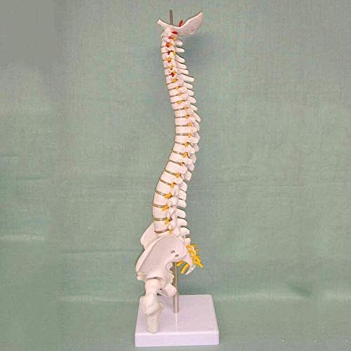 Modelo de Columna Vertebral, Modelo médico de Hueso, vértebras Grandes, Disco nervioso, Disco intervertebral, vértebra torácica, Modelo de Pelvis, 45 cm de Alto 0907