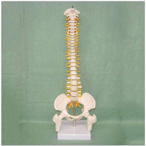 Modelo de Columna Vertebral, Modelo médico de Hueso, vértebras Grandes, Disco nervioso, Disco intervertebral, vértebra torácica, Modelo de Pelvis, 45 cm de Alto 0907