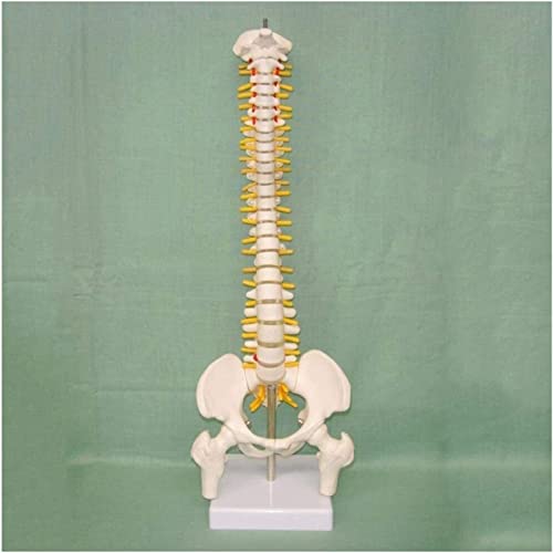 Modelo intervertebral Cervical de Columna Vertebral, Columna Vertebral Modelo intervertebral, 45 cm Top Mini Mini Model Discs Spine Skeleton Grand nervio Pelvis 1008