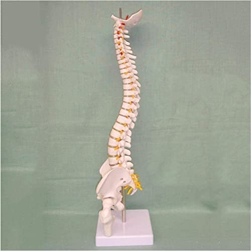 Modelo intervertebral Cervical de Columna Vertebral, Columna Vertebral Modelo intervertebral, 45 cm Top Mini Mini Model Discs Spine Skeleton Grand nervio Pelvis 1008