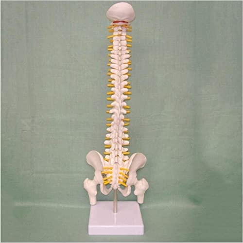 Modelo intervertebral Cervical de Columna Vertebral, Columna Vertebral Modelo intervertebral, 45 cm Top Mini Mini Model Discs Spine Skeleton Grand nervio Pelvis 1008