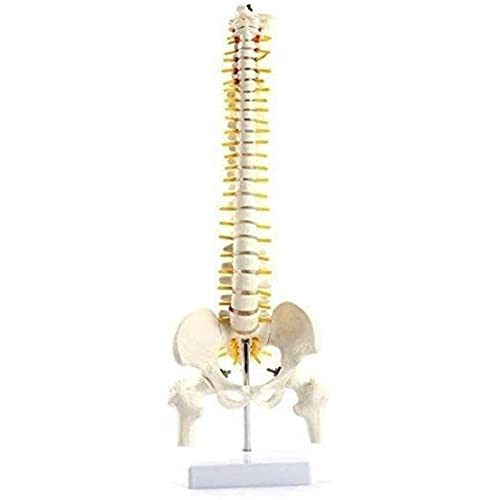 Modelo intervertebral Cervical de Columna Vertebral, Columna Vertebral Modelo intervertebral, 45 cm Top Mini Mini Model Discs Spine Skeleton Grand nervio Pelvis 1008