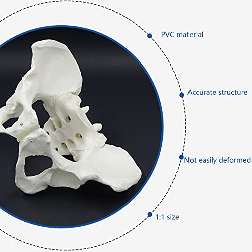 Modelo Pélvico Femenino De Tamaño Natural, Modelo De Esqueleto De Pelvis Humana, Modelo De Huesos Pélvicos Anatómicos Médicos para La Enseñanza De La Exhibición del Estudio del Aula De Ciencias