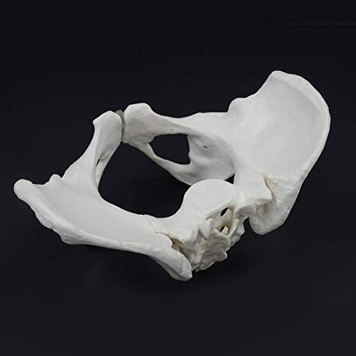 Modelo Pélvico Femenino De Tamaño Natural, Modelo De Esqueleto De Pelvis Humana, Modelo De Huesos Pélvicos Anatómicos Médicos para La Enseñanza De La Exhibición del Estudio del Aula De Ciencias