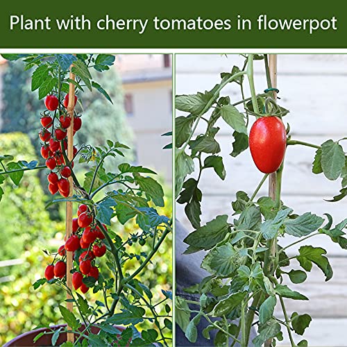 Pllieay Estacas de bambú Gruesas Naturales Estacas de jardín Bastones de bambú para Soporte de Plantas, 30CM